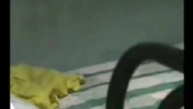 لڑکی مشت زنی کام کر کلیپ سکس ایرانی از کون رہی ہے