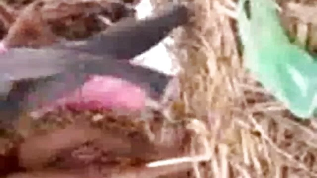 جاسوسی کے ساحل فلم سکس افغانی ایرانی سمندر پر